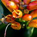 A méh a hangya és a légy