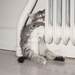 funpicture-cat radiator