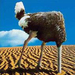 funpicture-ostrich head sand