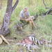 GeorgeAdamson LionRelaxAfterMealMeru BK