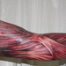 arm with muscle tissue5 Tattoo by 2Face Tattoo