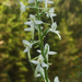 Platanthera bifolia (Fanes-patak szurdok)