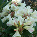 Rhododendron (krém)