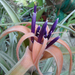 Tillandsia harrisii