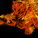 Flaming-tiger-copy