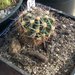 echinopsis paramounth