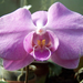 Orchidea 4