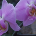 orchidea5