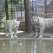 Fehér tigris1