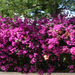 Bougainvillea kerítés