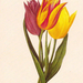 tulipán minta