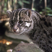 (1691-40)FishingCat