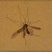 óriás szúnyog