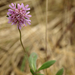Mezei varfű (Knautia arvensis)