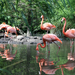 flamingó tájkép
