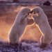 polar-bears-fighti 1811599i