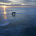 polar-bear-sunset 1811618i 2