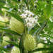 Asclepias fruticosa Baumwoll-Seidenpflanze 1