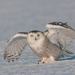 Snowy-Owl-9