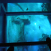 London Sealife Aquarium