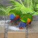 Parrots