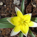 Sárga törpe tulipán