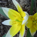 Sárga törpe tulipán