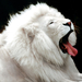 oroszlan lion35