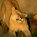 lioness-stretching 611 990x742