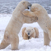 polar-bears-playing-canada 10935 990x742