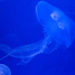 Homályos medúza