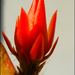Kaktusz virágbimbó