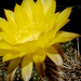 Citromsárga kaktusz virág