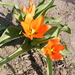 tulipánok 002