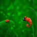 vladstudio ladybug and chameleon 1280x1024 121811