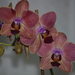 C131554 orchidea