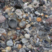 shells & pebbles