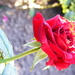 Vörös rózsa2