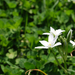 Kis fehér virág