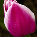 tulipllia2