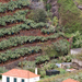 Madeira 2010 (289)