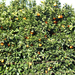 Mandarin ültetvény