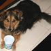 csipi kutyám és a tejfölös pohár (7)