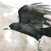 vetési varjú corvus frugilegus
