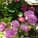 Hydrangea macrophylla