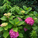 Hydrangea macrophylla