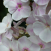 Phlox paniculata