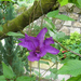 Clematis 'President'