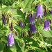 Campanula hybride 'Sarastro'