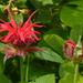 Monarda